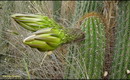 راهنمای نگهداری و پرورش گل و گیاهان زینتی - اچینوپسیس اسپاچیانا